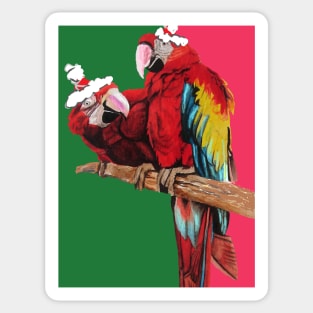 Christmas Macaw - Here Comes Santa Macaws! - on Red and Green Sticker